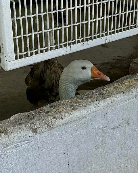 LINE_ALBUM_神探_250320_37