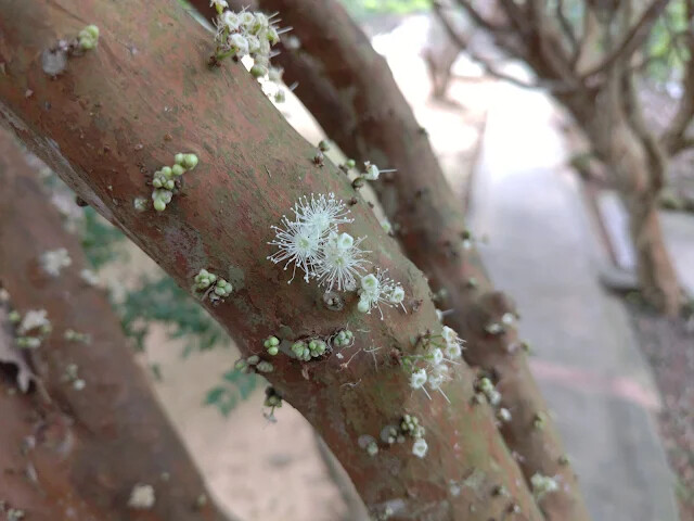 關西仙草博物館 - 樹葡萄
