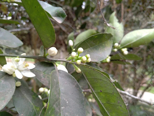 關西仙草博物館 - 柳橙