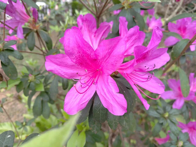 關西仙草博物館 - 杜鵑花