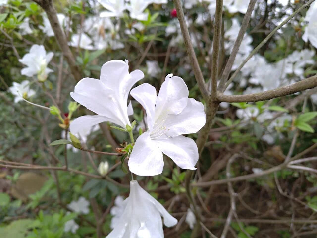 關西仙草博物館 - 杜鵑花