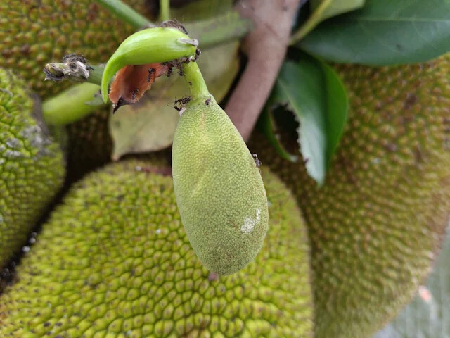 關西仙草博物館 - 波羅蜜