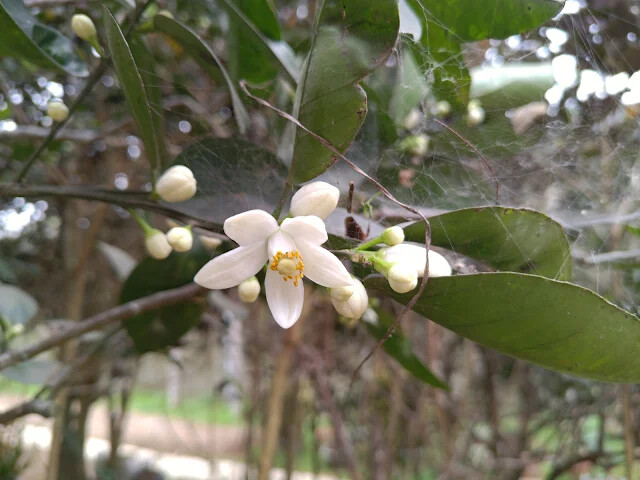 關西仙草博物館 - 柳橙