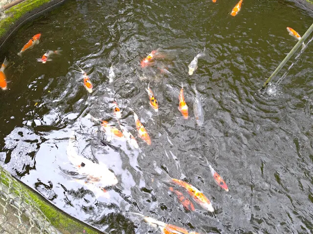 關西仙草博物館