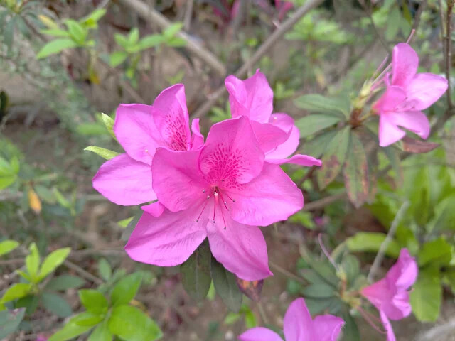 關西仙草博物館 - 杜鵑花