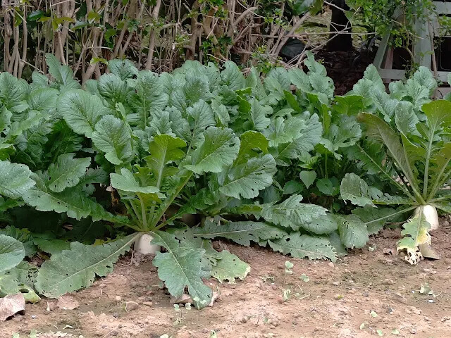 關西仙草博物館 - 白蘿蔔