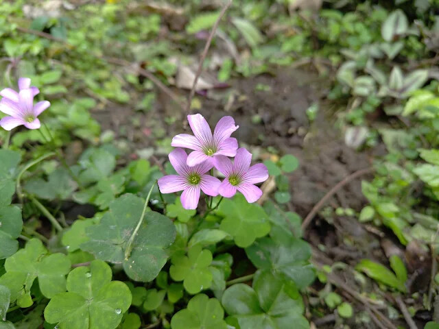 銀河洞 - 銀河洞越嶺步道