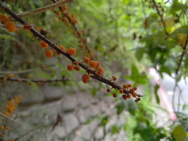 銀河洞 - 銀河洞越嶺步道
