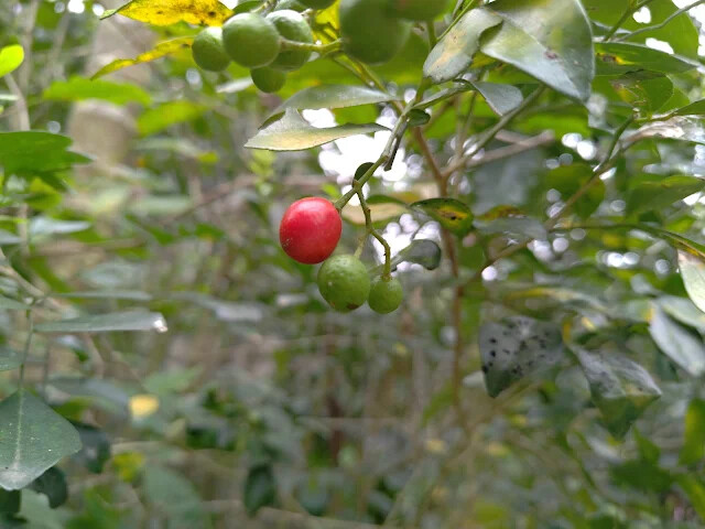 關西仙草博物館 - 七里香 (月橘)