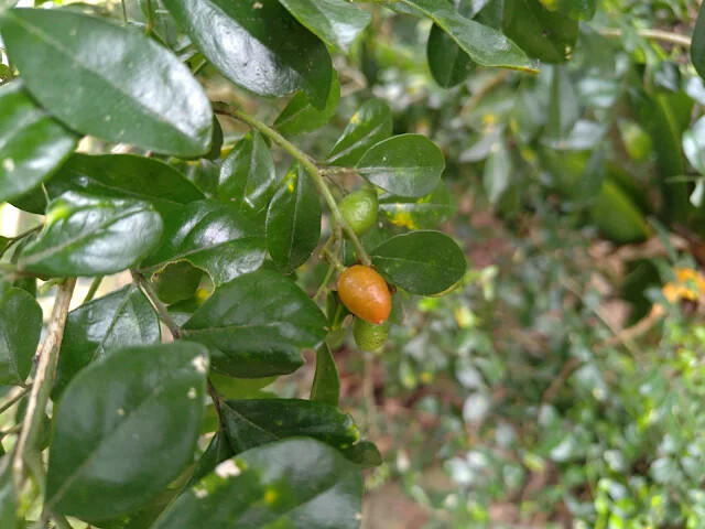 關西仙草博物館 - 七里香 (月橘)