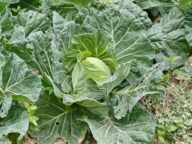 關西仙草博物館