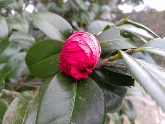 關西仙草博物館