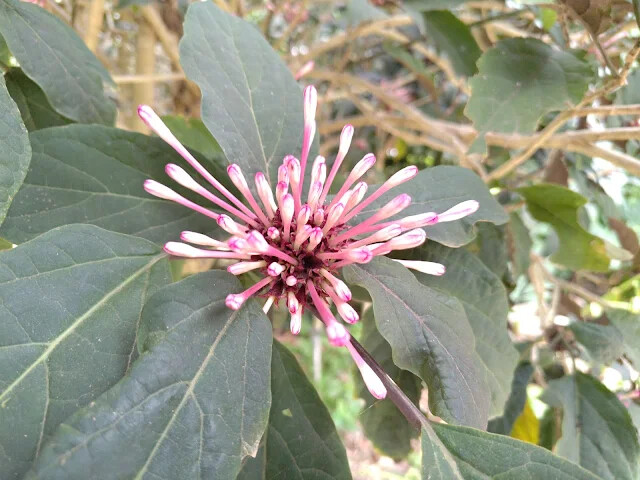 關西仙草博物館 - 煙火花