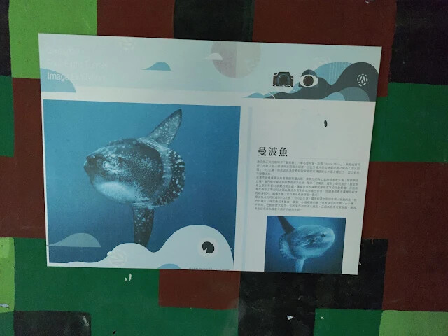 四八高地戰備坑道 - 曼波魚