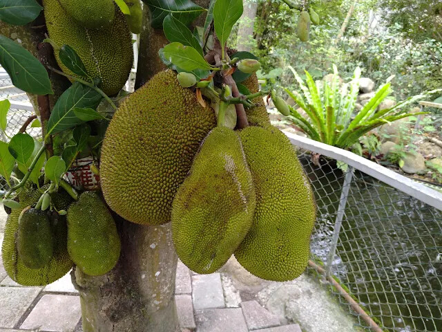 關西仙草博物館 - 波羅蜜