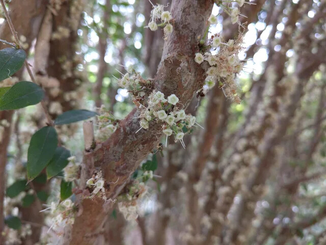 關西仙草博物館 - 樹葡萄