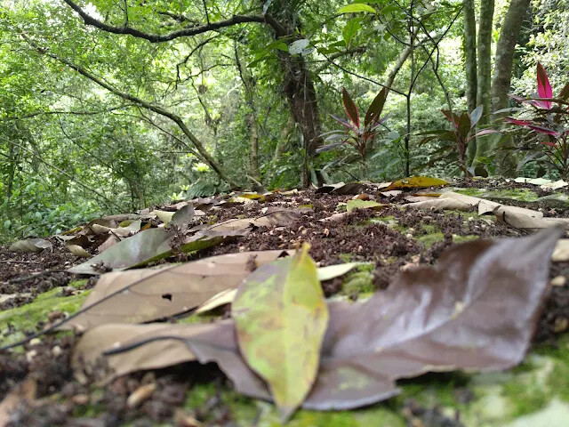 銀河洞 - 銀河洞越嶺步道