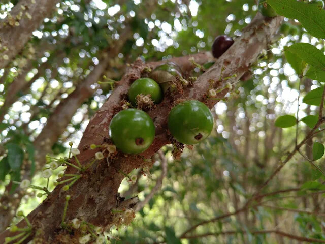 關西仙草博物館 - 樹葡萄