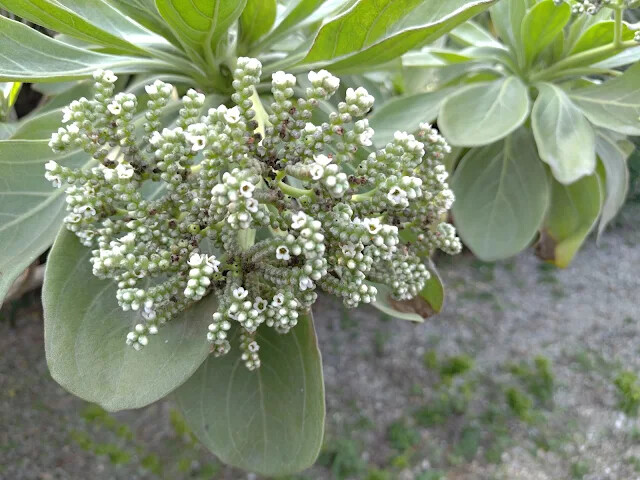 四八高地砲陣地 - 白水木