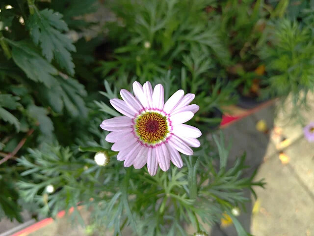 四八高地 - 花蓮農好基地 - 木茼蒿