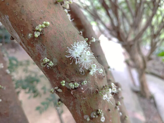 關西仙草博物館 - 樹葡萄