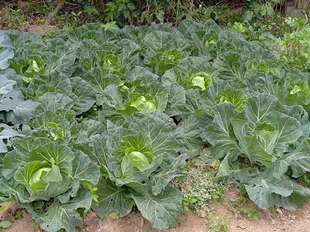 關西仙草博物館 - 高麗菜
