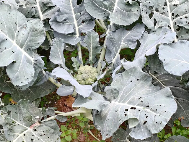 關西仙草博物館 - 花椰菜
