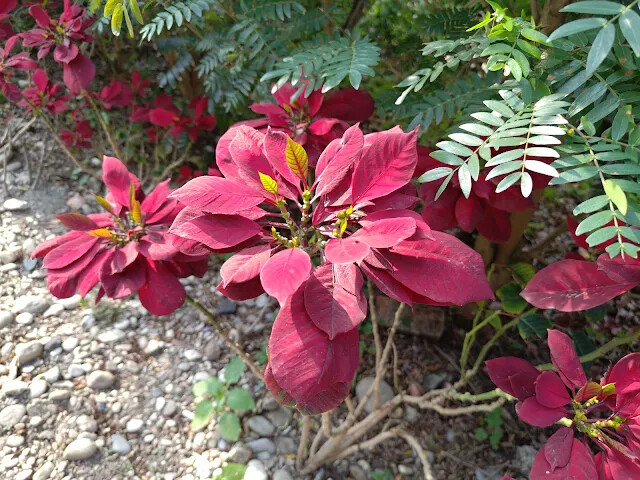 四八高地 - 療癒花園 - 聖誕紅