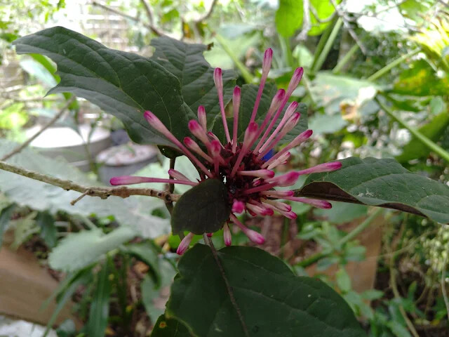 關西仙草博物館 - 煙火花