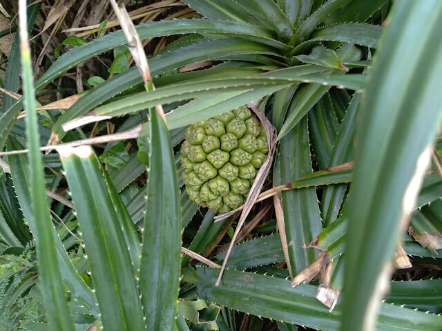 四八高地砲陣地 - 林投