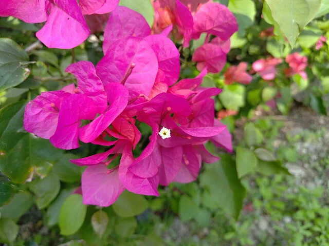 四八高地砲陣地 - 九重葛