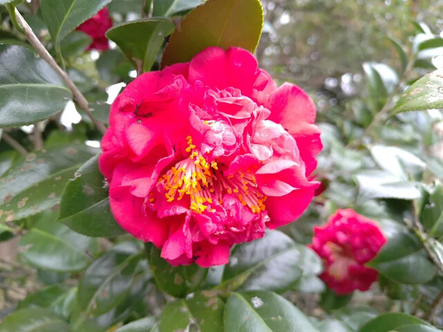 關西仙草博物館