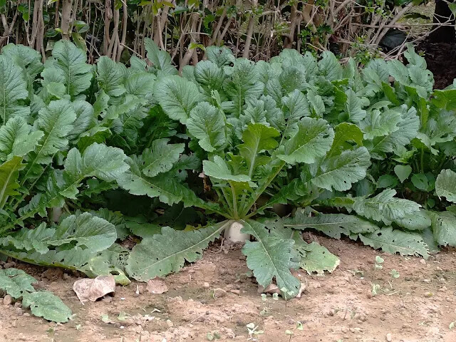 關西仙草博物館 - 白蘿蔔