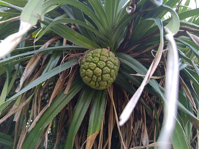 四八高地砲陣地 - 林投