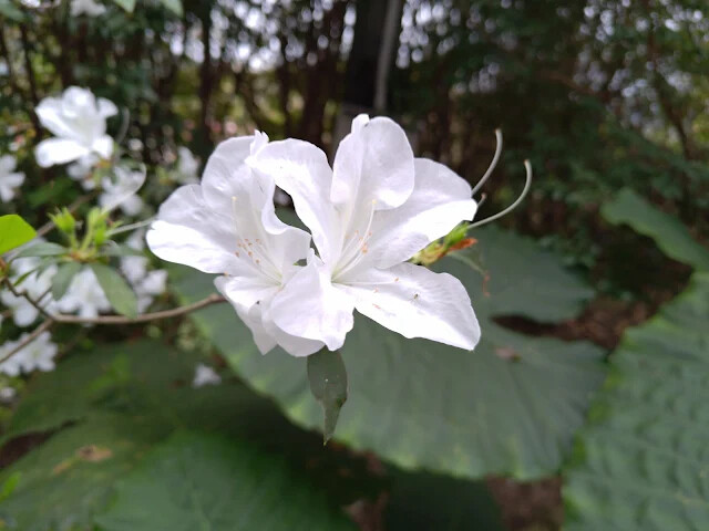 關西仙草博物館