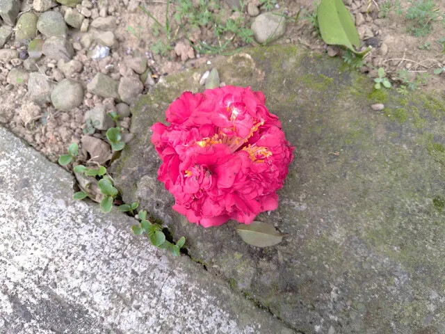 關西仙草博物館