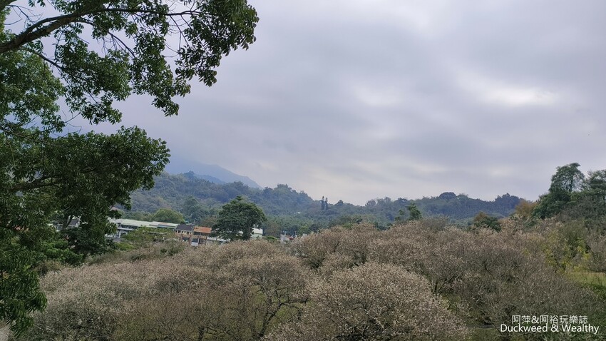 嘉義景點推薦！梅山公園不只賞梅花，鳳凰花、九重葛全年綻放最美嘉義景點。