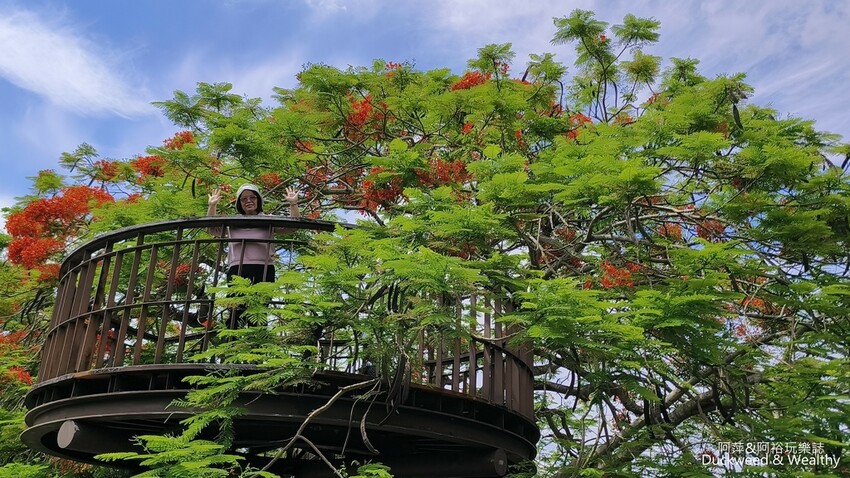 嘉義景點推薦！梅山公園不只賞梅花，鳳凰花、九重葛全年綻放最美嘉義景點。