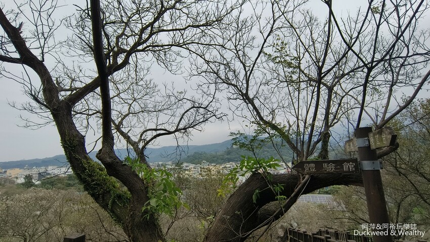 嘉義景點推薦！梅山公園不只賞梅花，鳳凰花、九重葛全年綻放最美嘉義景點。