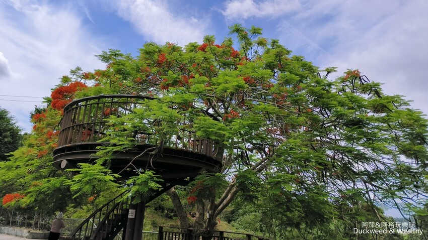 嘉義景點推薦！梅山公園不只賞梅花，鳳凰花、九重葛全年綻放最美嘉義景點。