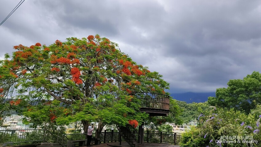 嘉義景點推薦！梅山公園不只賞梅花，鳳凰花、九重葛全年綻放最美嘉義景點。