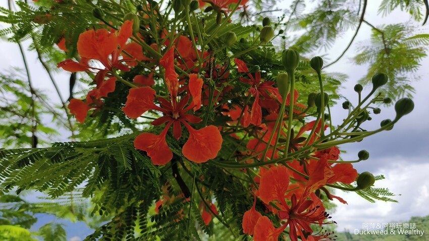 嘉義景點推薦！梅山公園不只賞梅花，鳳凰花、九重葛全年綻放最美嘉義景點。