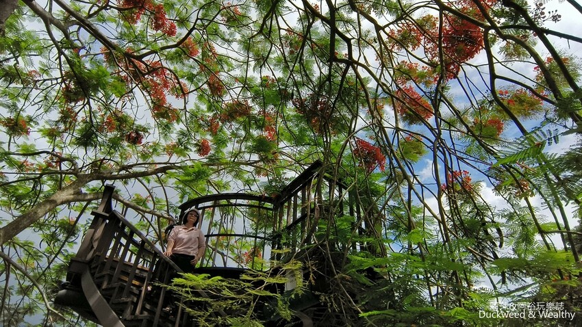 嘉義景點推薦！梅山公園不只賞梅花，鳳凰花、九重葛全年綻放最美嘉義景點。