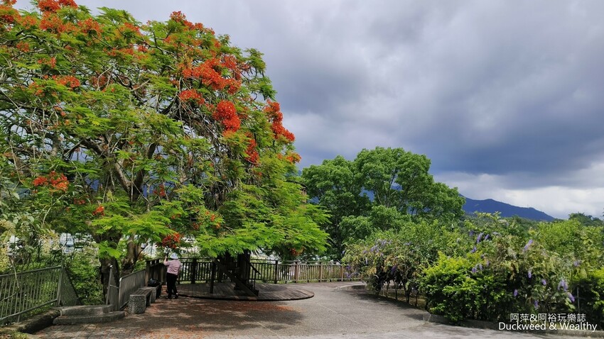 嘉義景點推薦！梅山公園不只賞梅花，鳳凰花、九重葛全年綻放最美嘉義景點。