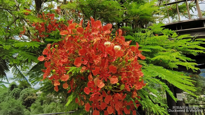 嘉義景點推薦！梅山公園不只賞梅花，鳳凰花、九重葛全年綻放最美嘉義景點。