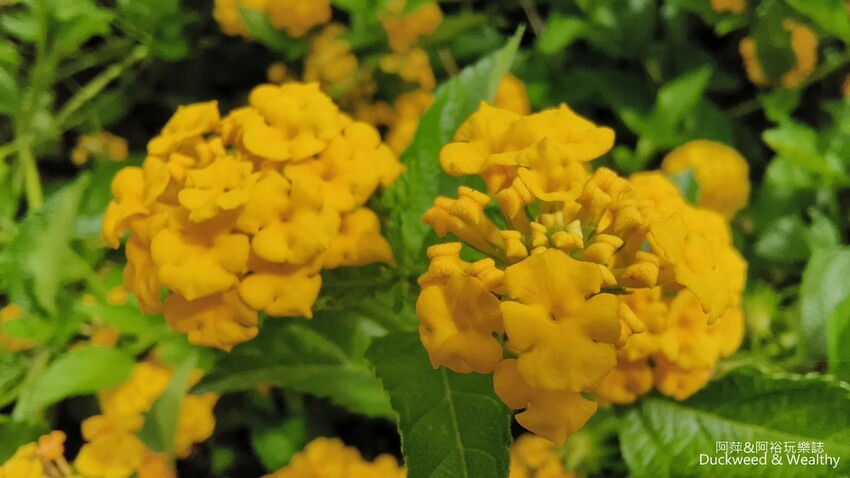 嘉義景點推薦！梅山公園不只賞梅花，鳳凰花、九重葛全年綻放最美嘉義景點。