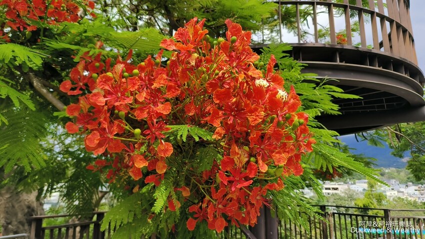 嘉義景點推薦！梅山公園不只賞梅花，鳳凰花、九重葛全年綻放最美嘉義景點。