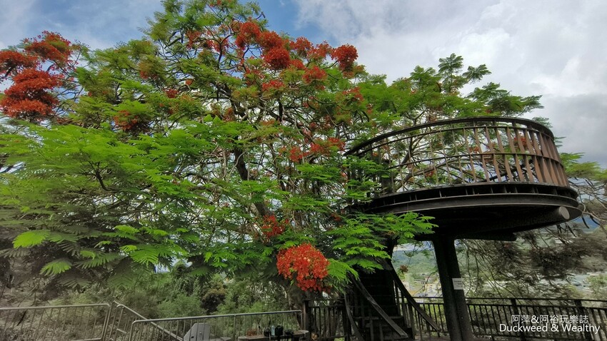 嘉義景點推薦！梅山公園不只賞梅花，鳳凰花、九重葛全年綻放最美嘉義景點。