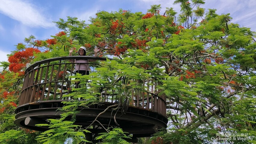 嘉義景點推薦！梅山公園不只賞梅花，鳳凰花、九重葛全年綻放最美嘉義景點。