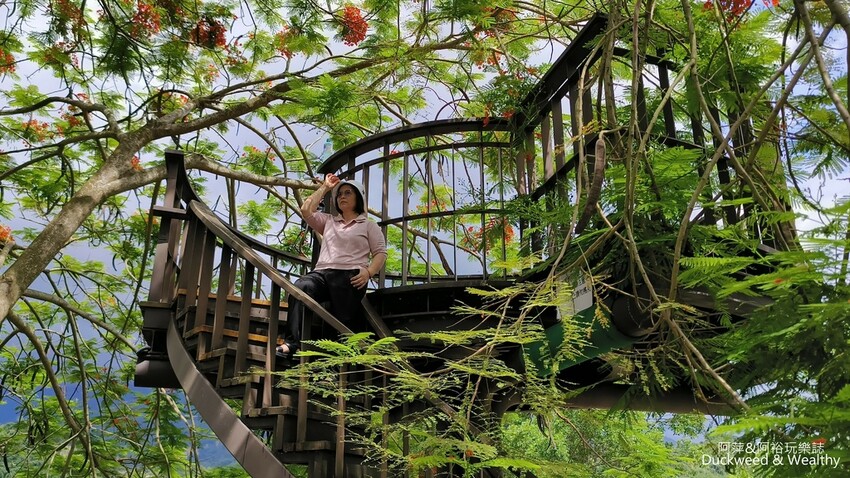 嘉義景點推薦！梅山公園不只賞梅花，鳳凰花、九重葛全年綻放最美嘉義景點。